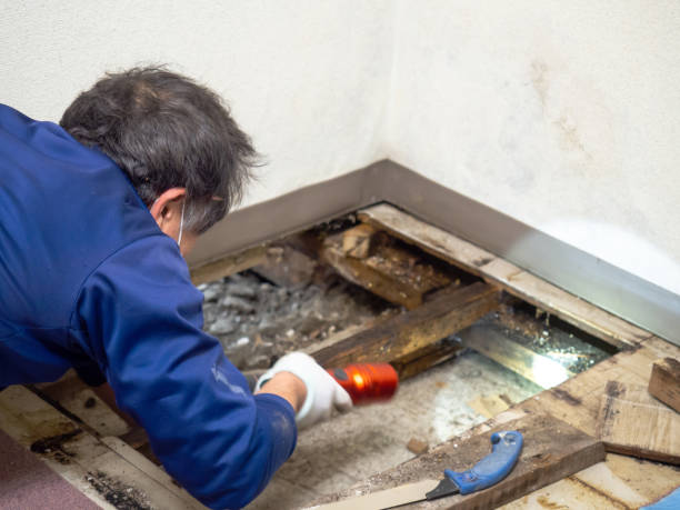 Best Insurance-Related Mold Remediation in River Heights, UT