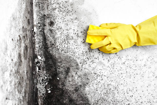 Best Mold Testing and Inspection Services in River Heights, UT
