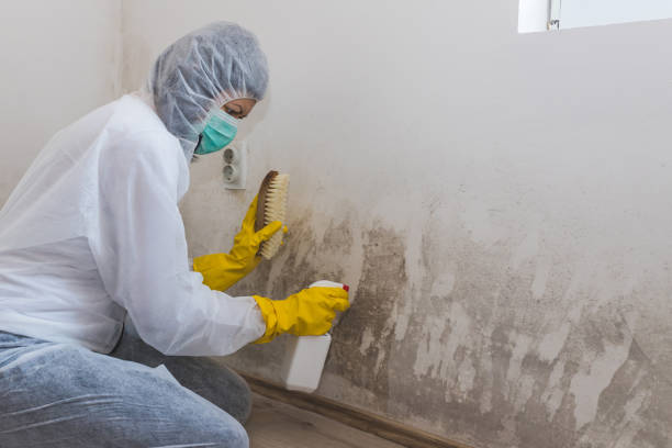 Best Residential Mold Remediation in River Heights, UT