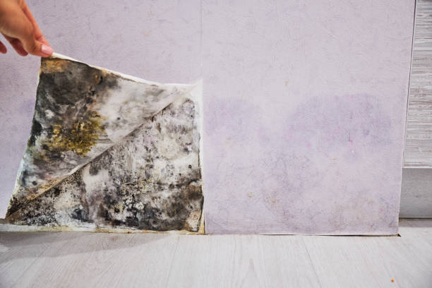 Best Mold Testing and Inspection Services in River Heights, UT
